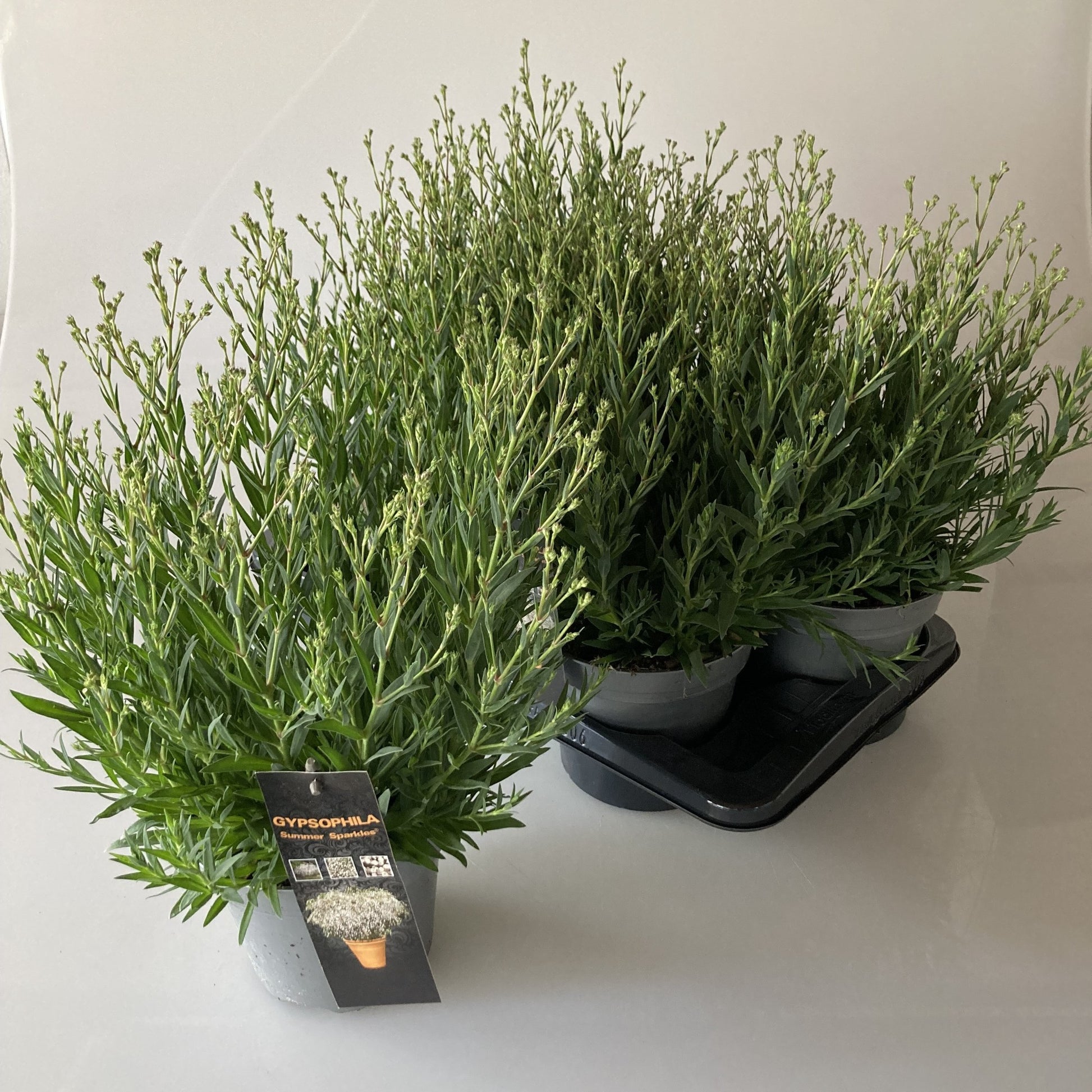Gypsophila paniculata Summer Sparkles 612cm 17cm Pot