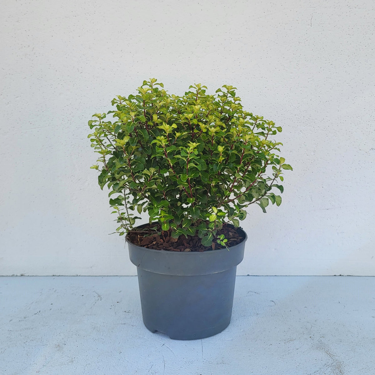 Pittosporum tenuifolium 55cm 23cm Pot