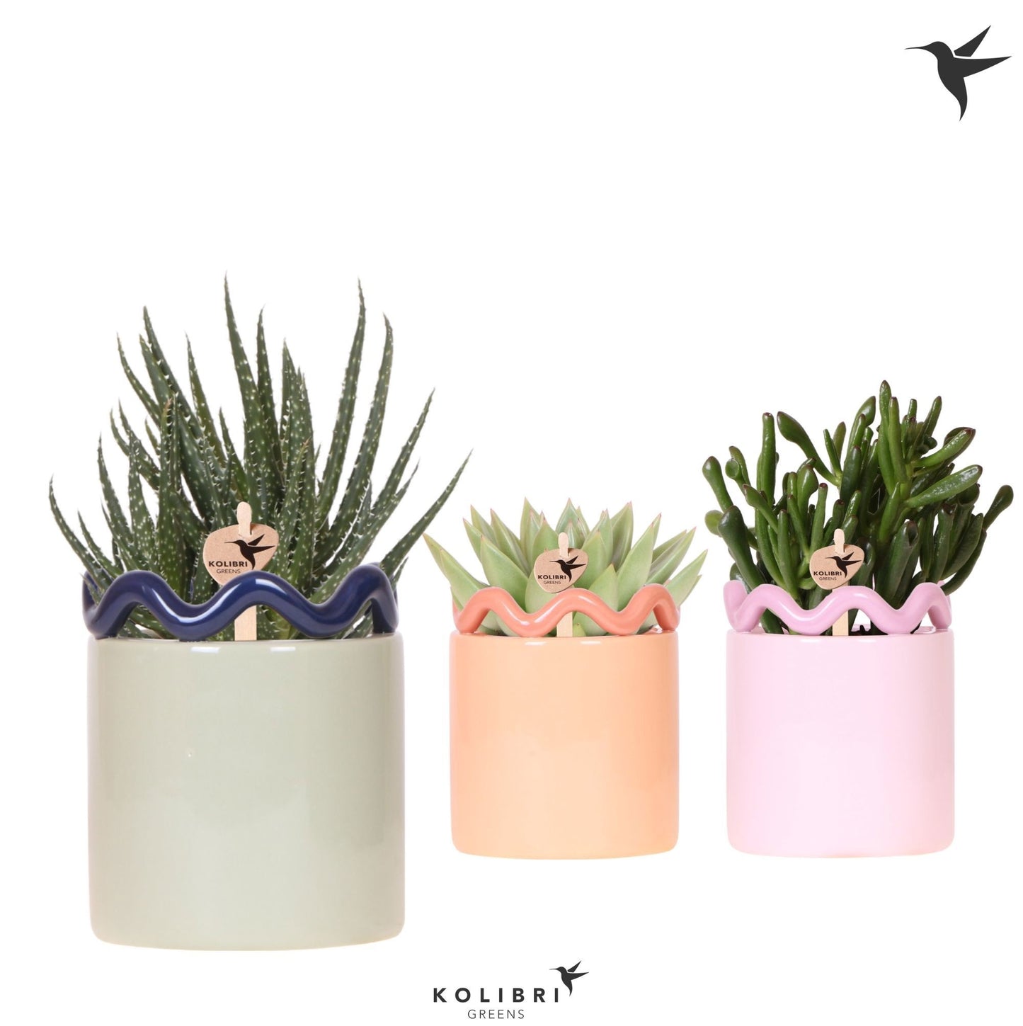 Succulent mix 21cm 9cm Pot