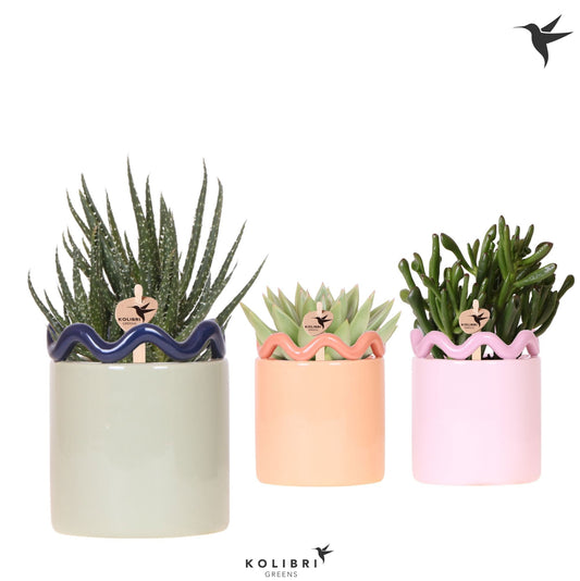 Succulent mix 21cm 9cm Pot