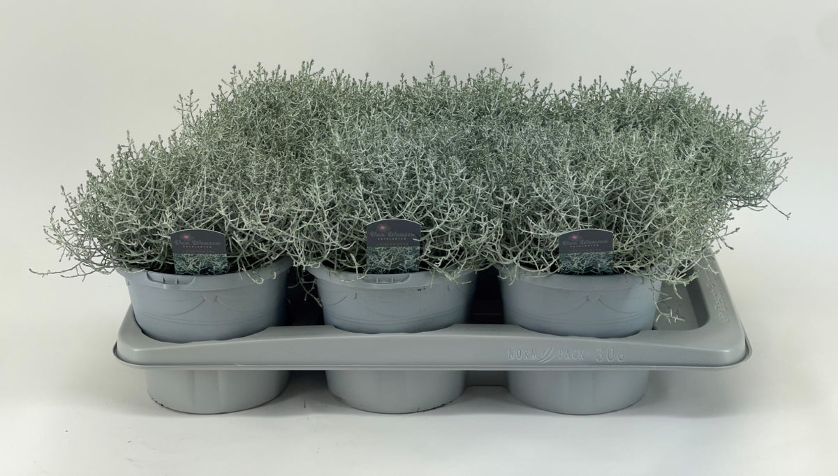 Leucophyta brownii 26cm 17cm Pot