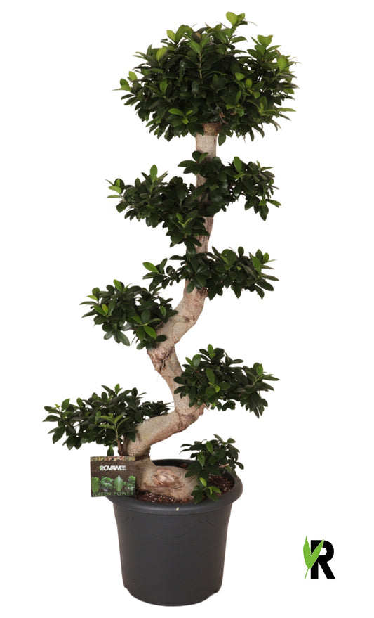 Ficus Ginseng 160cm 40cm Pot
