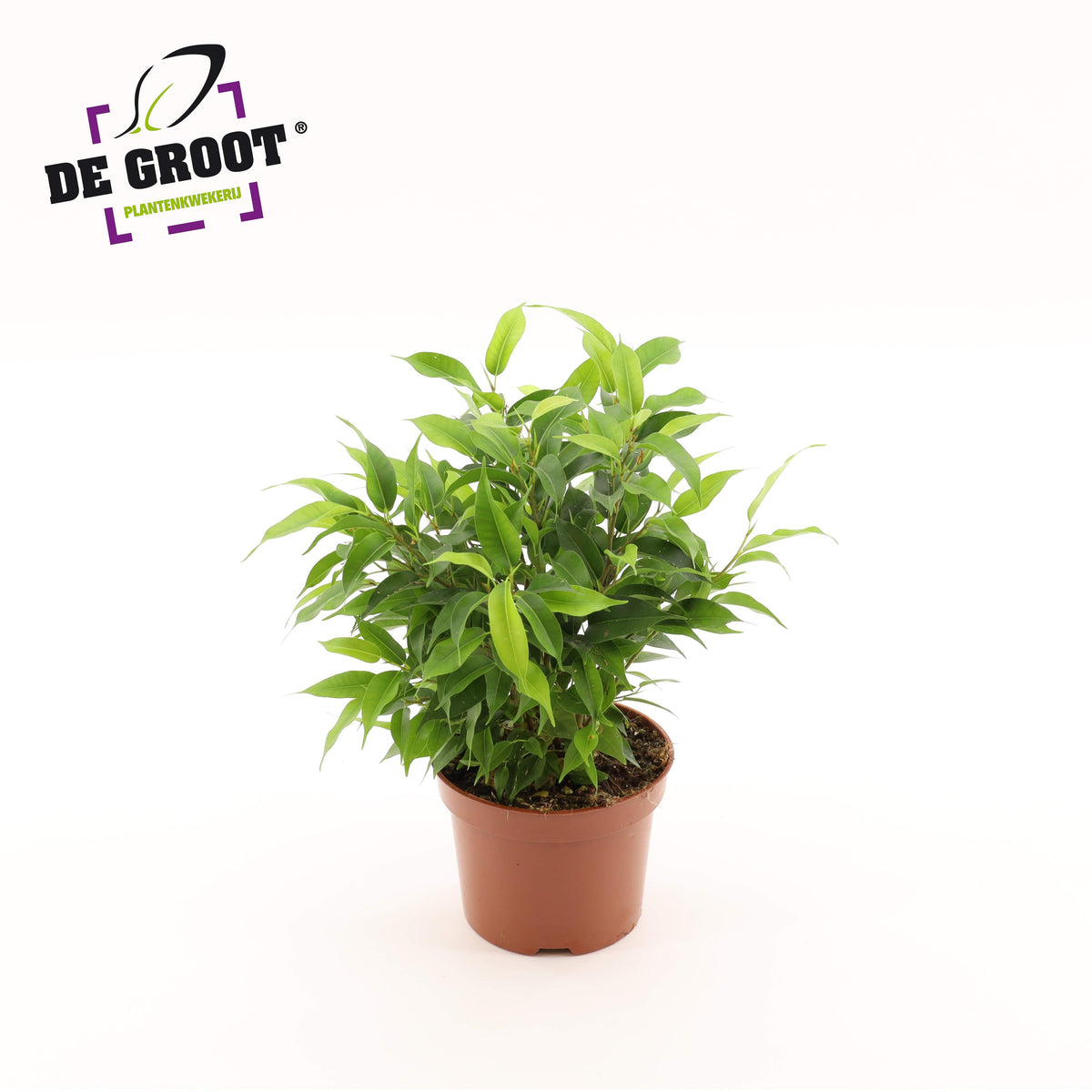 Ficus benj. Natasja 30cm 12cm Pot