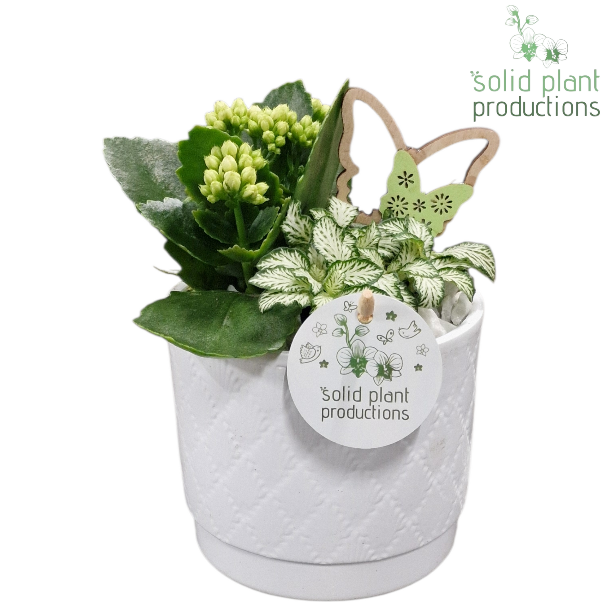 Solid Plant Productions KF001 Ariël White Pack of 6