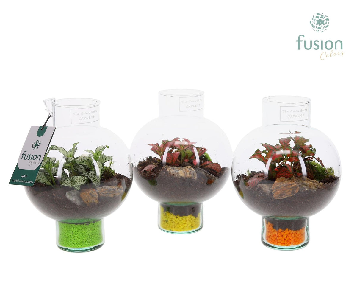 Green Bottle Laura XSmall met Fittonia 20cm 15cm Pot