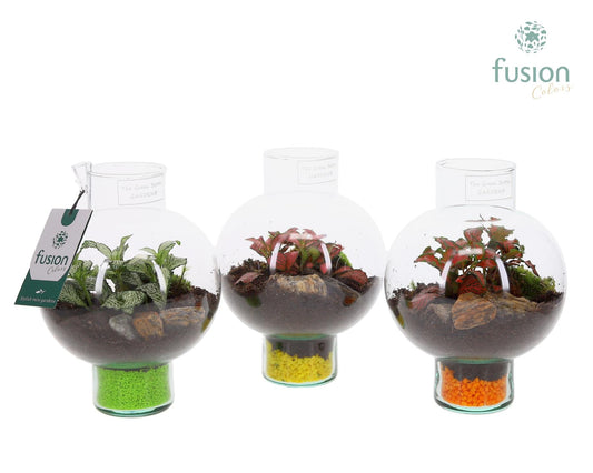 Green Bottle Laura XSmall met Fittonia 20cm 15cm Pot