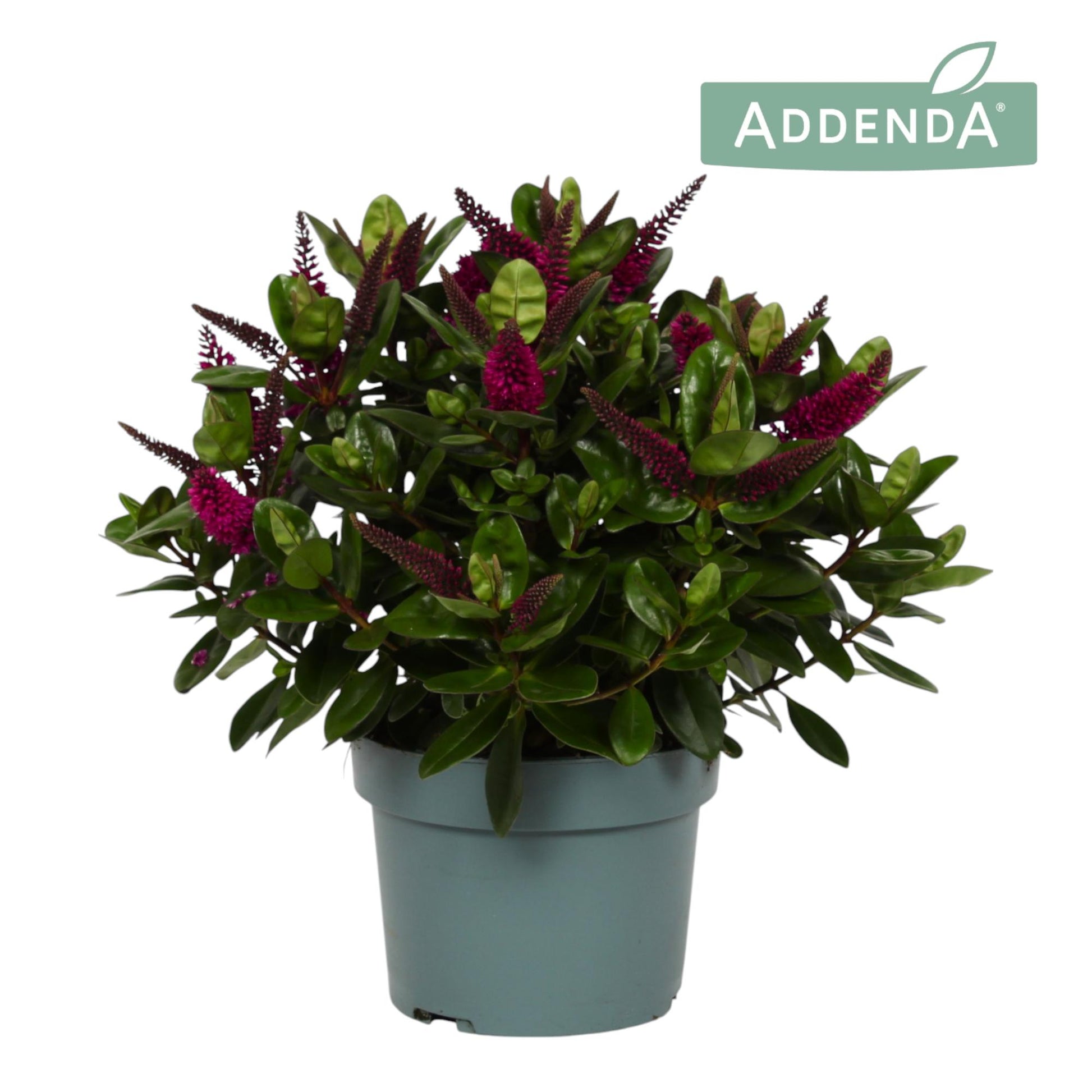 Hebe Hebedonna Alina 40cm 19cm Pot