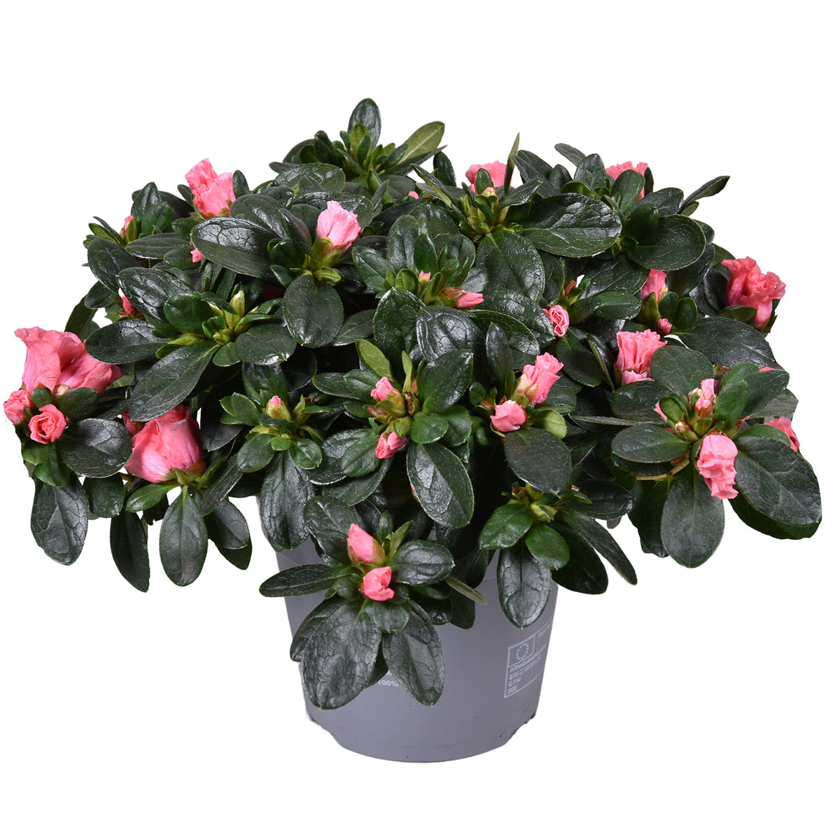 Rhododendron simsii Luntera 30cm 14cm Pot