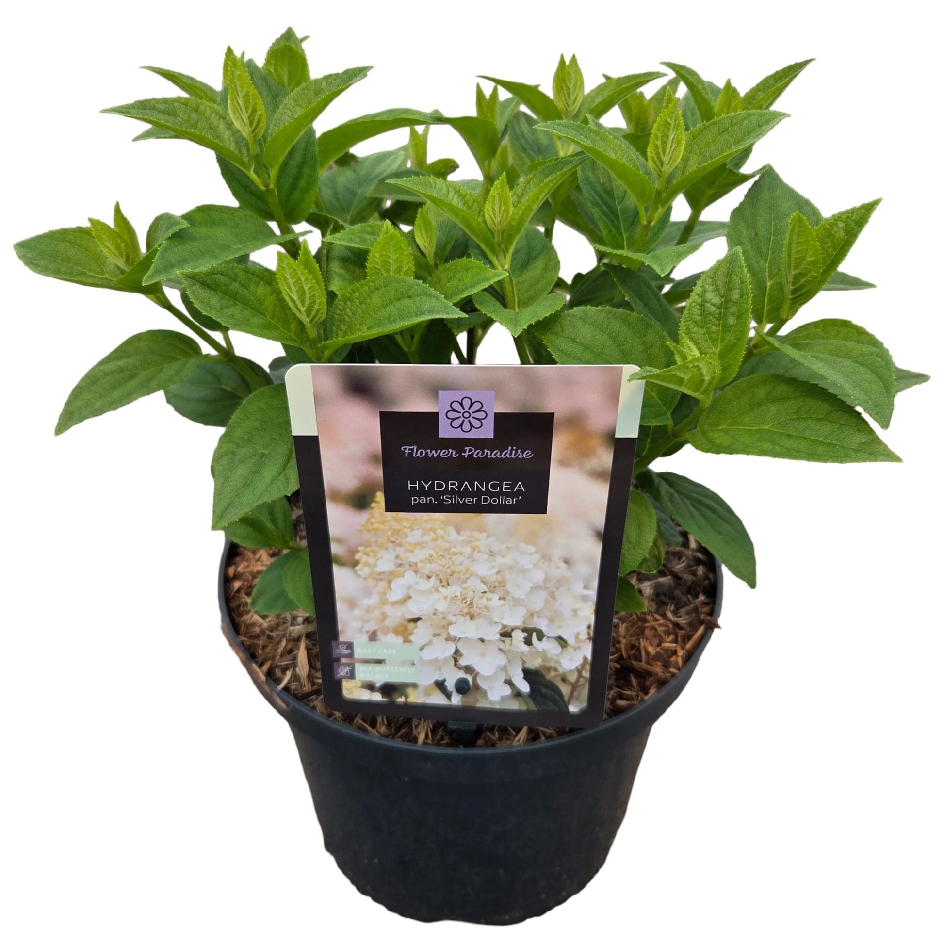 Hydrangea pan. Silver Dollar 50cm 23cm Pot