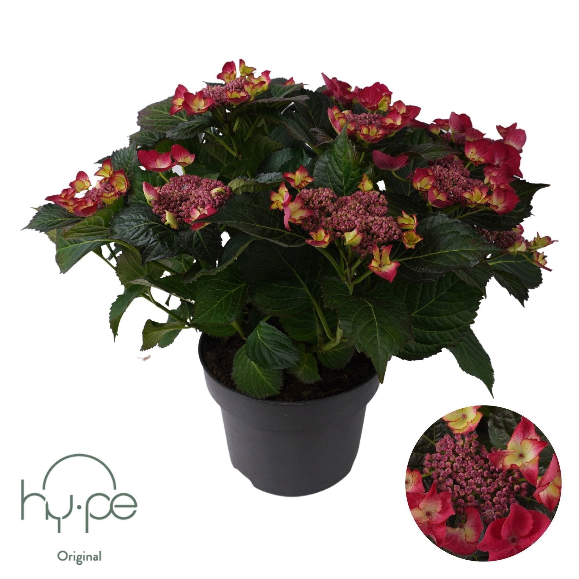 Hydrangea macrophylla mix 45cm 23cm Pot