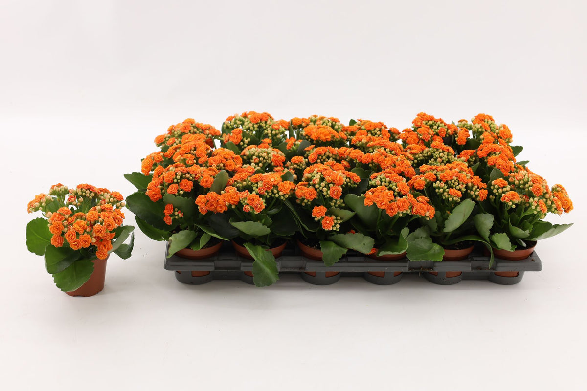 Kalanchoe double Hawn Orange 15cm 8cm Pot