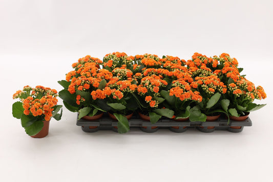 Kalanchoe double Hawn Orange 15cm 8cm Pot