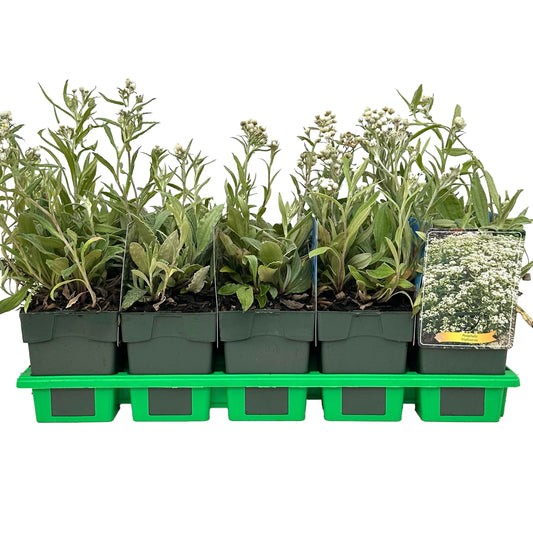 Anaphalis triplinervis 25cm 11cm Pot