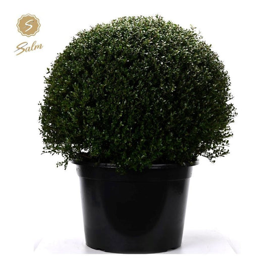 Ilex crenata 100cm 50cm Pot