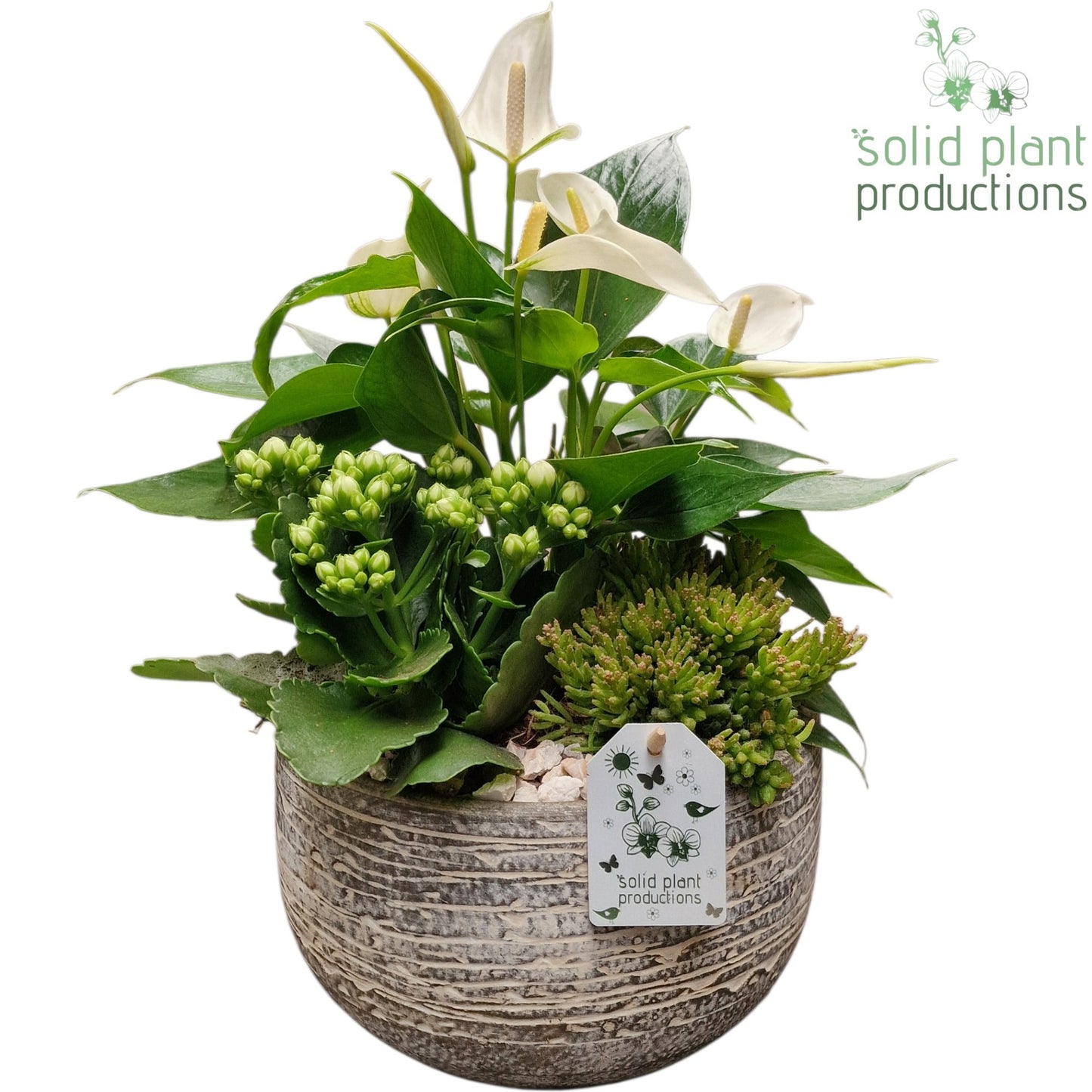 arr. Anthurium AE051WHITE 40cm 21cm Pot
