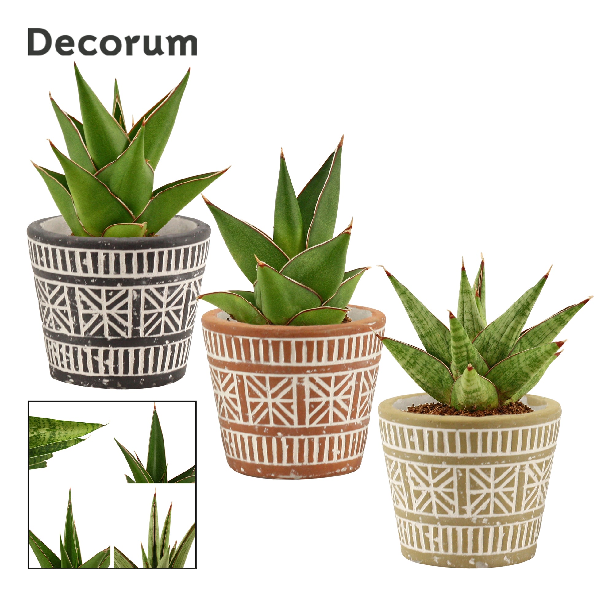 Duijn-Hove BV, kwekerij Sansevieria Pack of 15