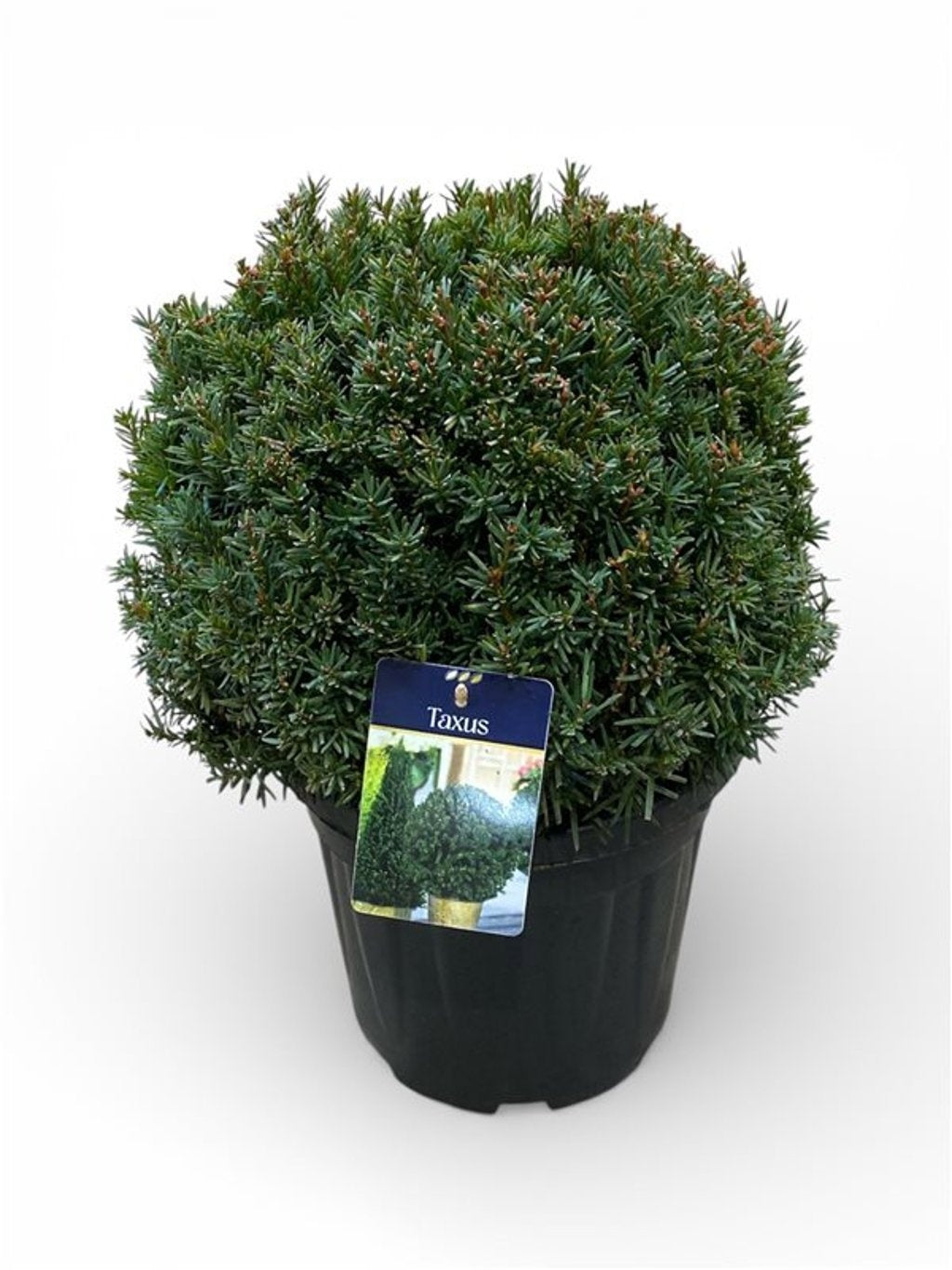 Taxus baccata 60cm 30cm Pot