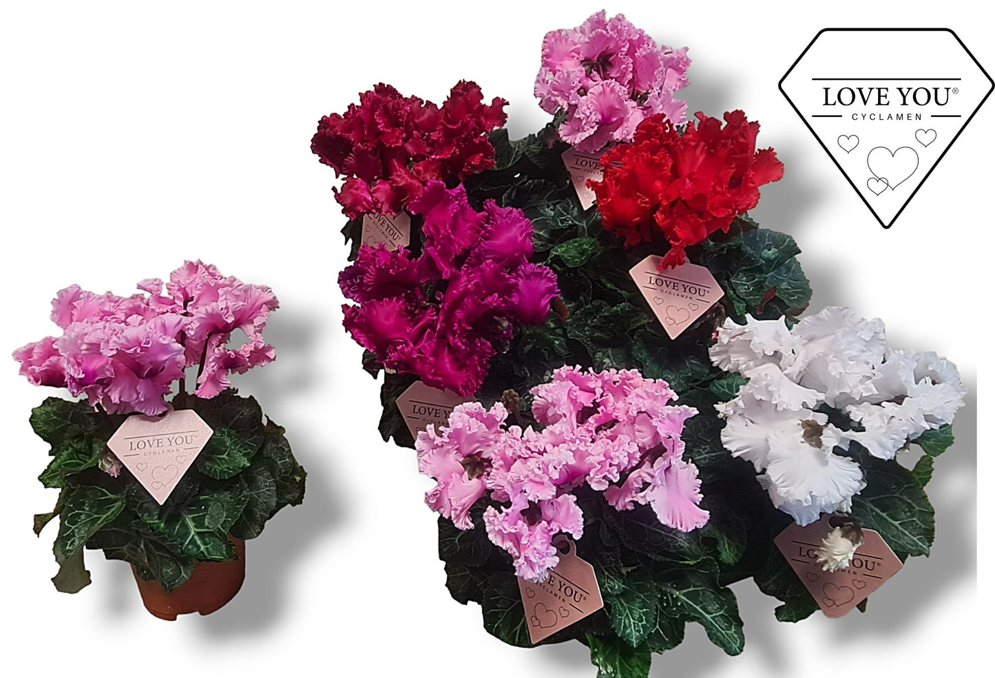 Bergcamp, kwekerij Cyclamen Merengue Pack of 8