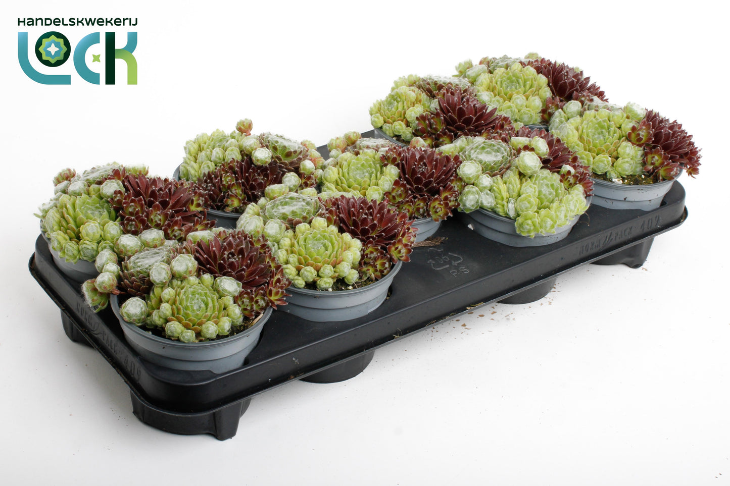 Sempervivum mix 15cm 12cm Pot