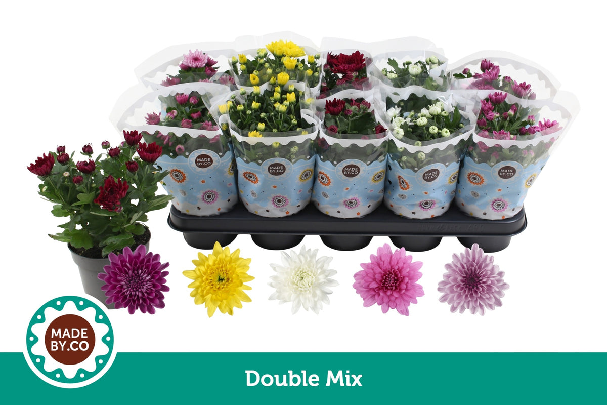 Chrysanthemum double mix 25cm 12cm Pot