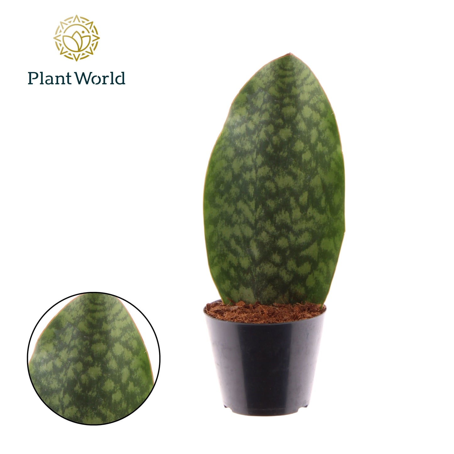 Sansevieria 30cm 510cm Pot