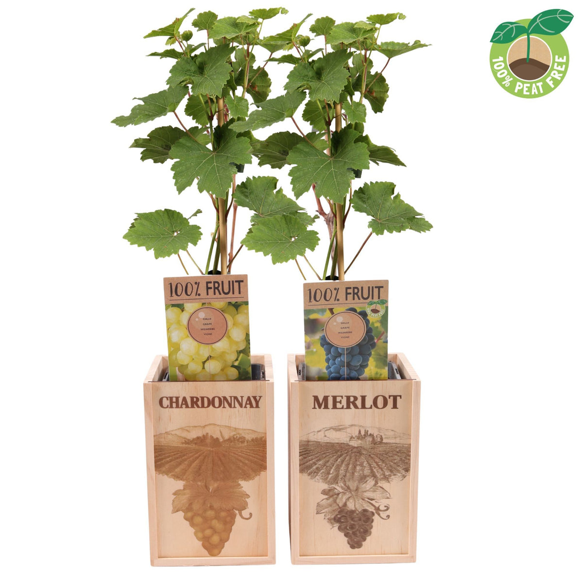 Vitis Attika (Grape) 50cm 15cm Pot