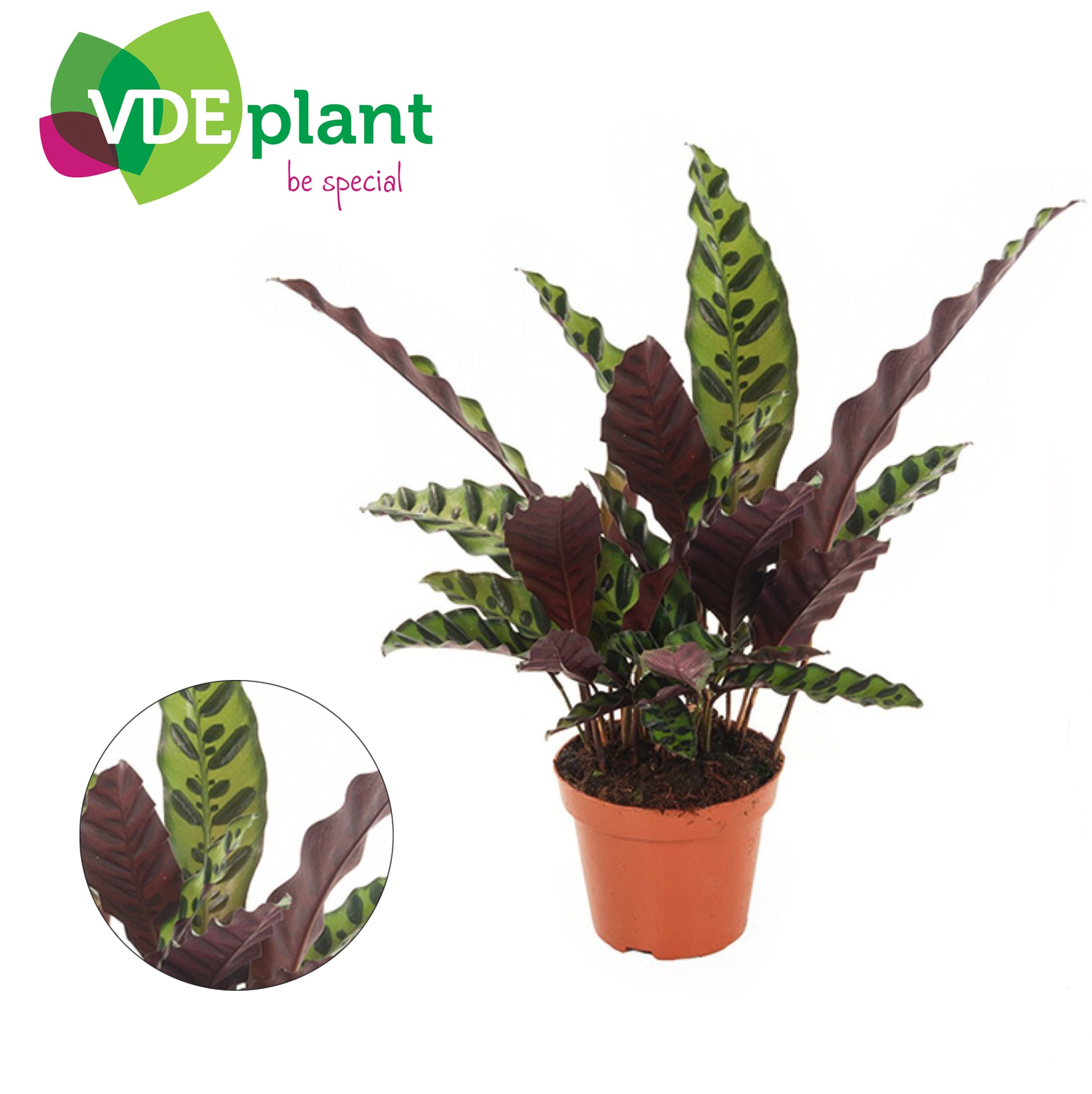 Calathea lancifolia 30cm 12cm Pot