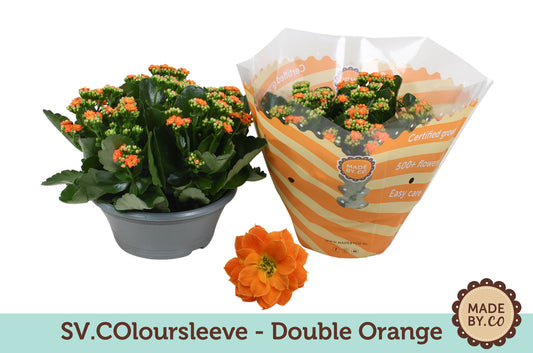Kalanchoe orange 27cm 23cm Pot
