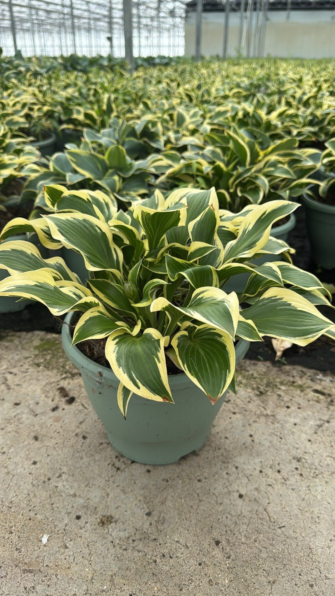 Hosta mix 45cm 26cm Pot