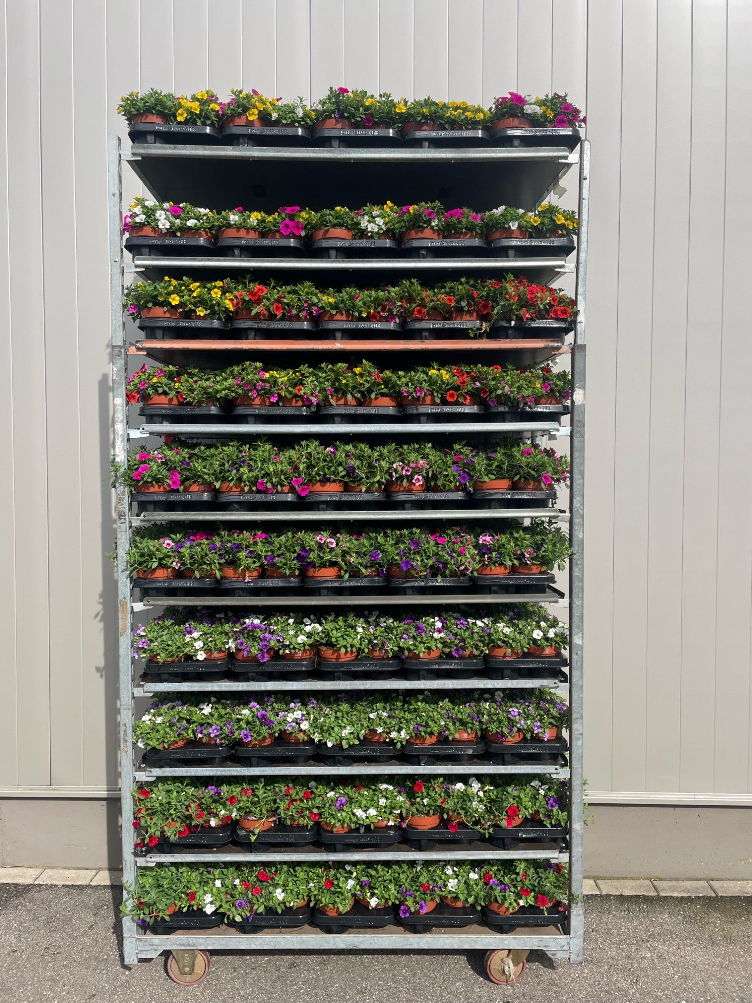 Calibrachoa Calipetite mix 17cm 13cm Pot