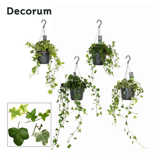 Hedera helix mix 17cm Pot