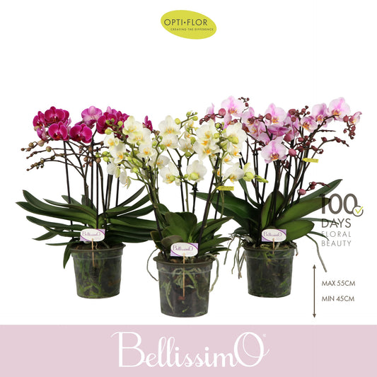Phalaenopsis mix 50cm 15cm Pot