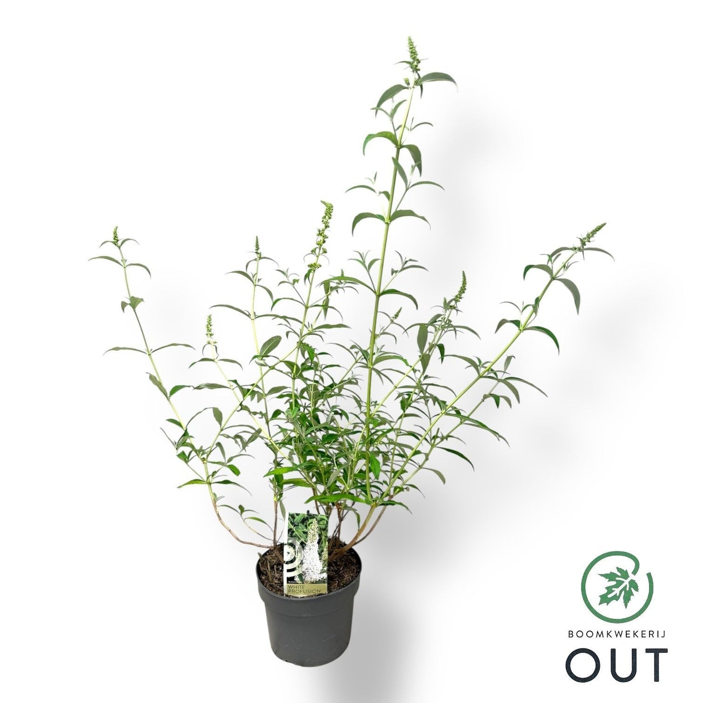 Buddleja davidii White Profusion 50cm 19cm Pot