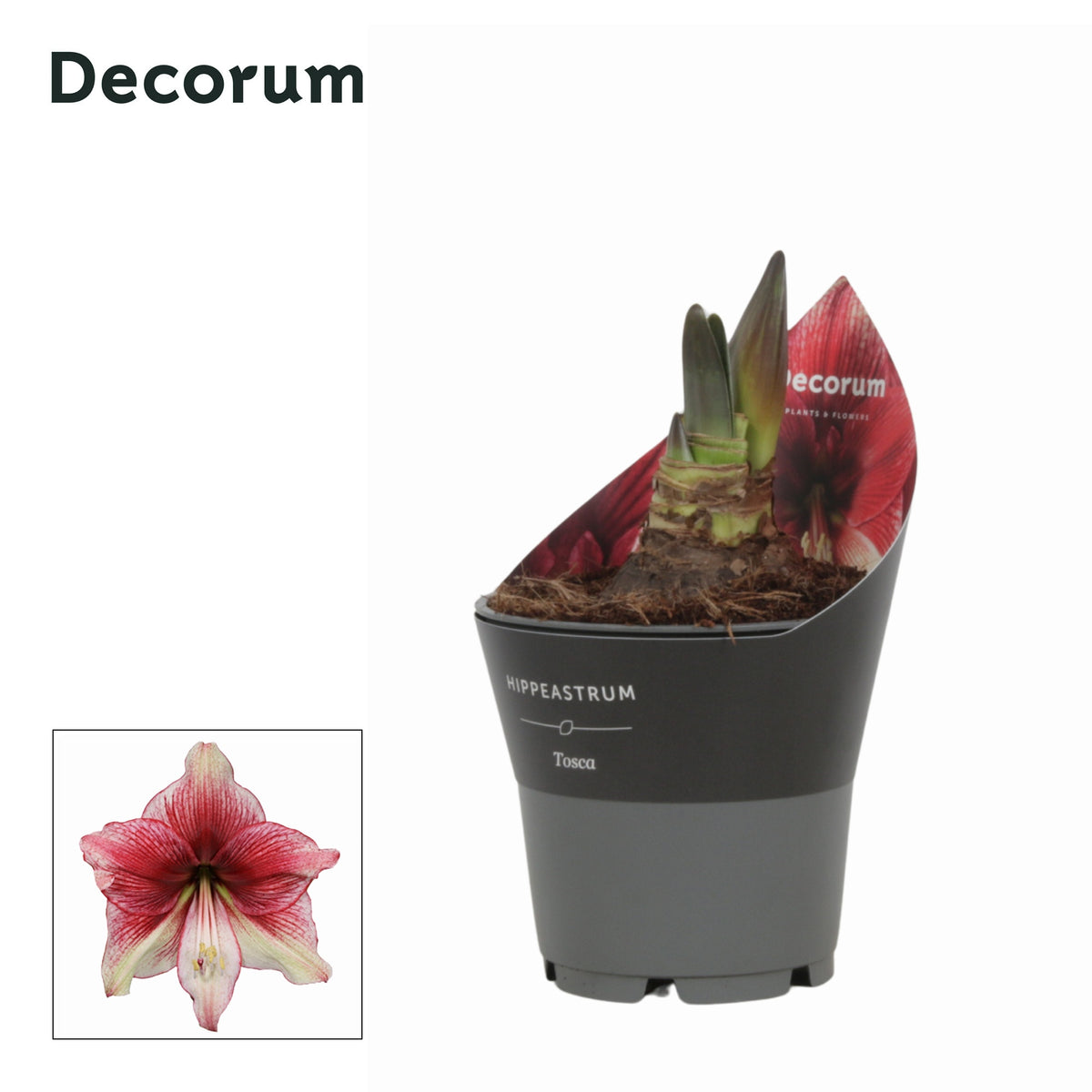Hippeastrum 25cm 12cm Pot