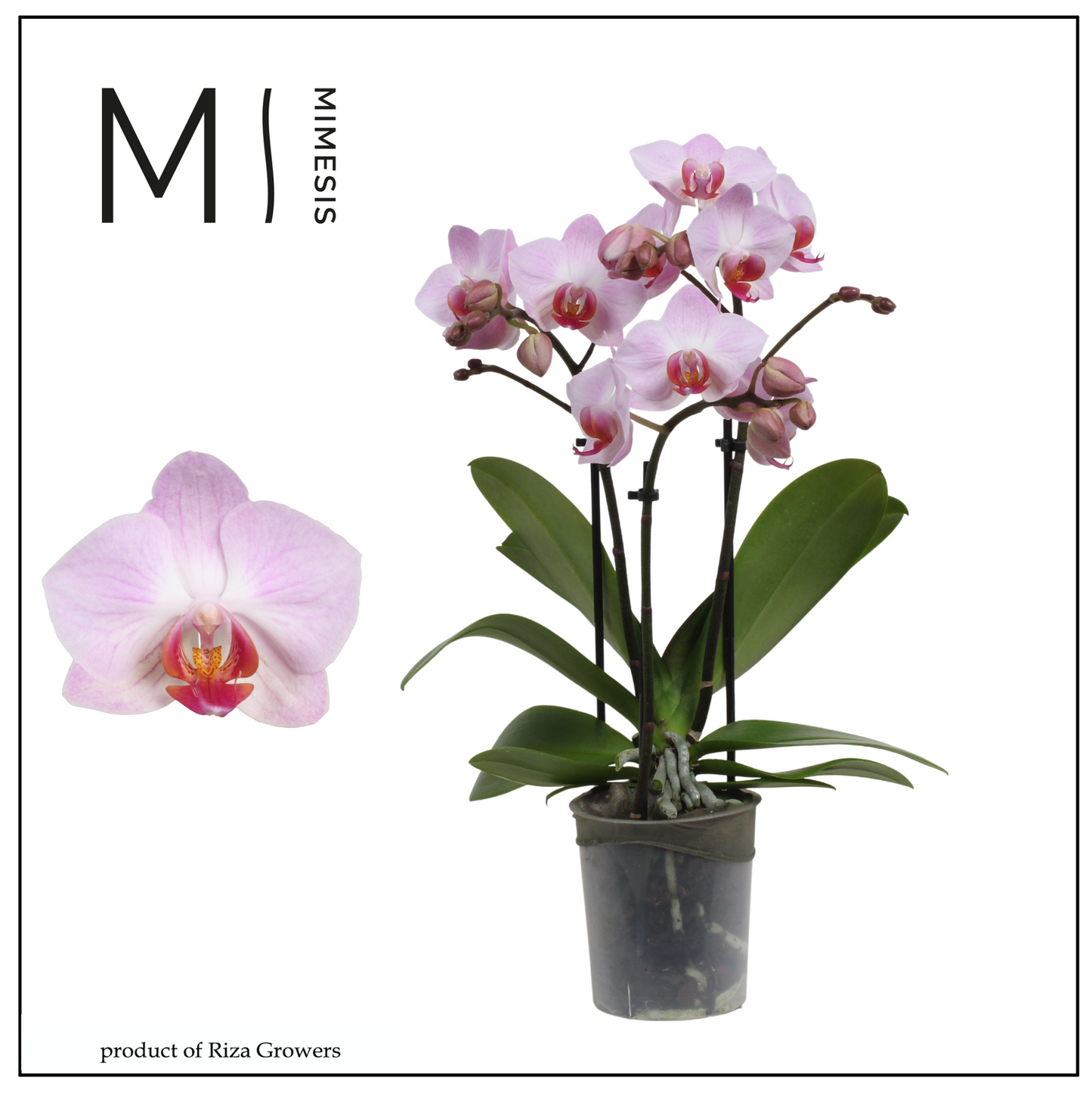 Riza Ter Laak Orchios Phalaenopsis mf. Antwerp Pack of 12