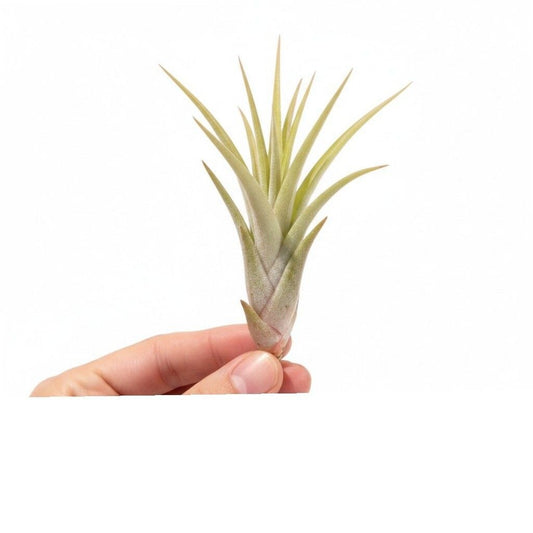 Tillandsia capitata Hermosa 5cm 998cm Pot