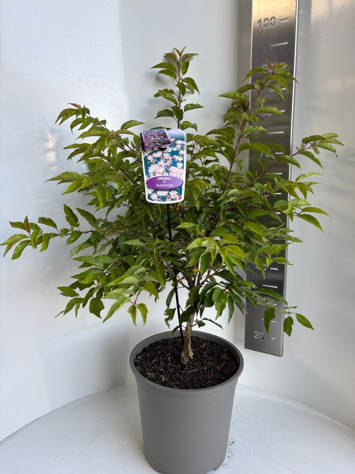 Prunus subhirtella Autumnalis 90cm 29cm Pot