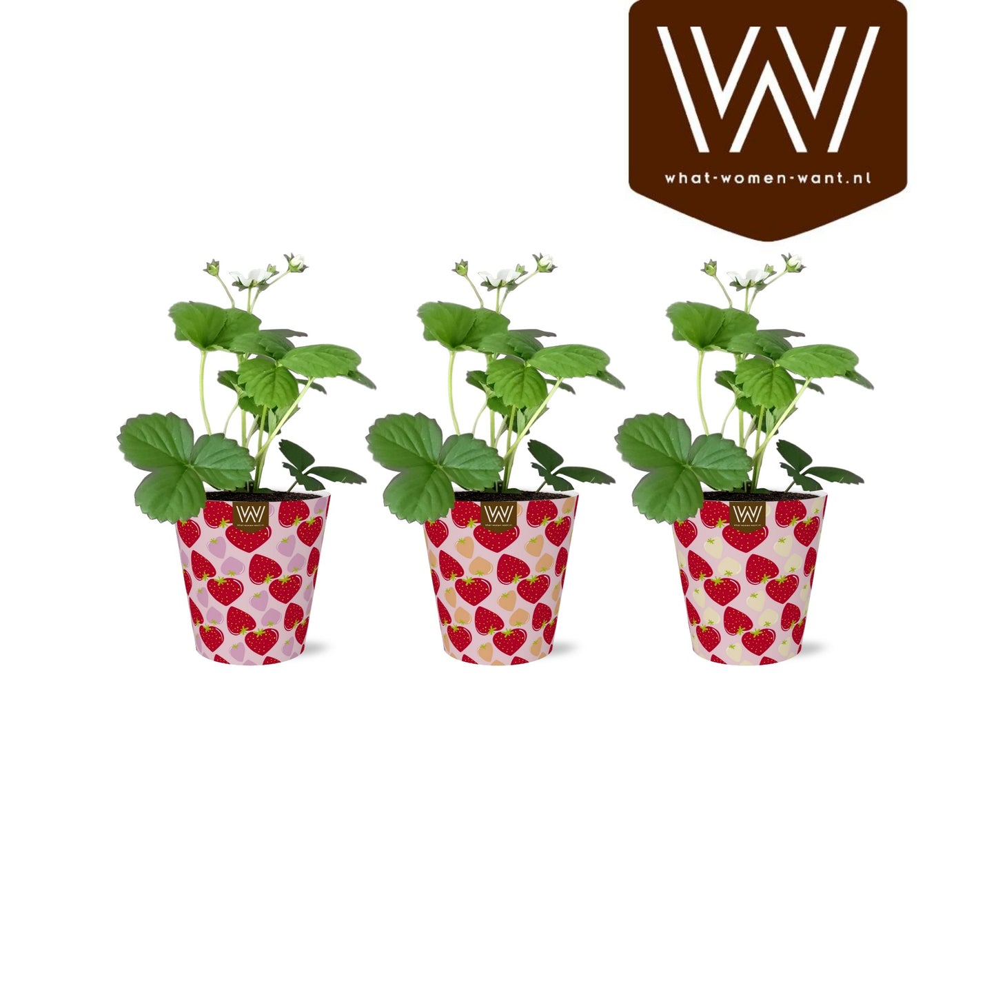 Fragaria ana. Beltran 30cm 12cm Pot