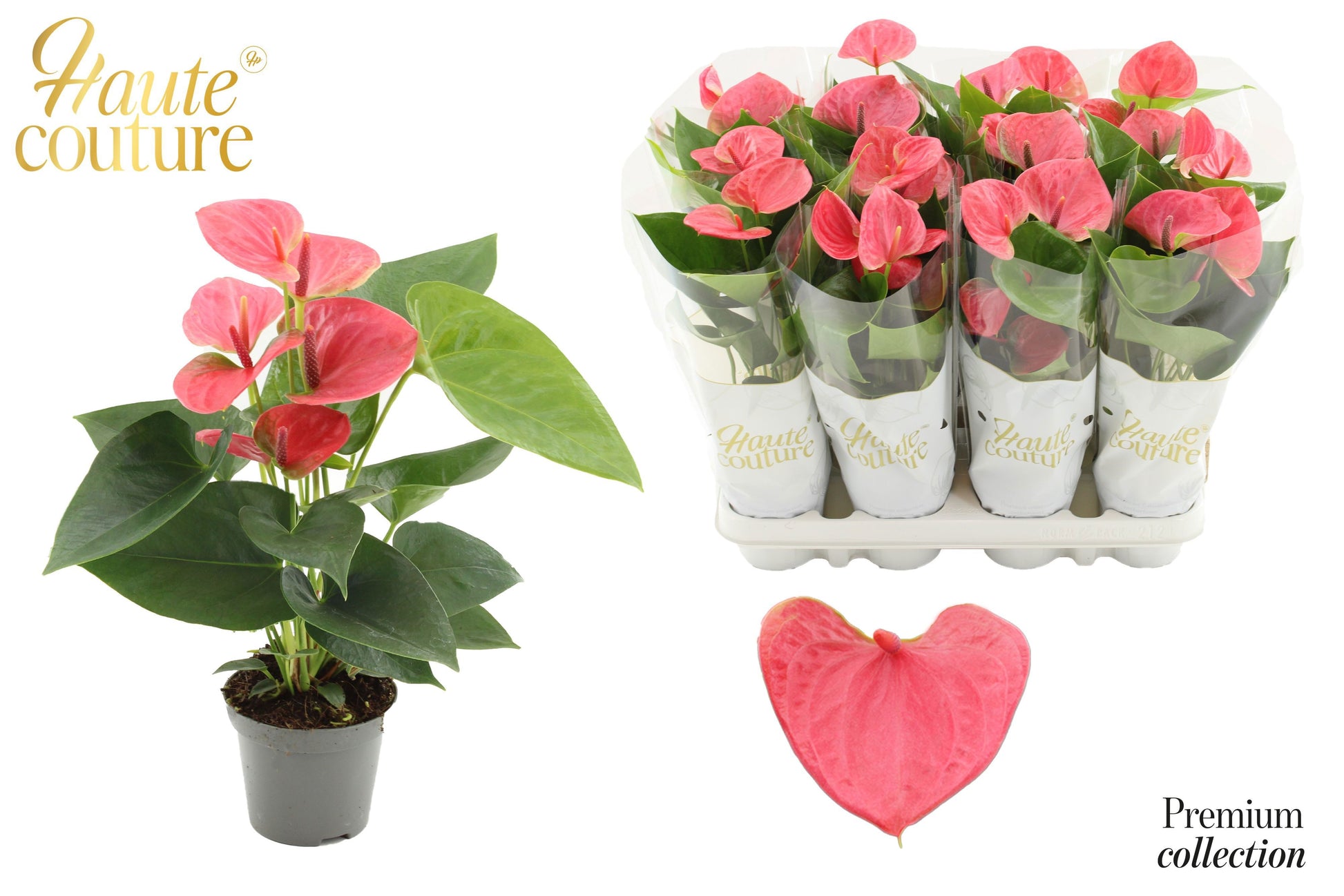 Anthurium Sweet Dream 29cm 9cm Pot