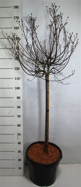 Bloemenkampen BV, Hkw. de Cornus flor. rubra Pack of 1