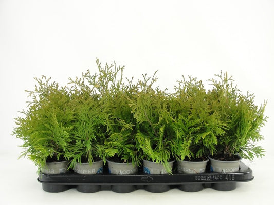 Thuja occidentalis Yellow Ribbon 20cm 9cm Pot
