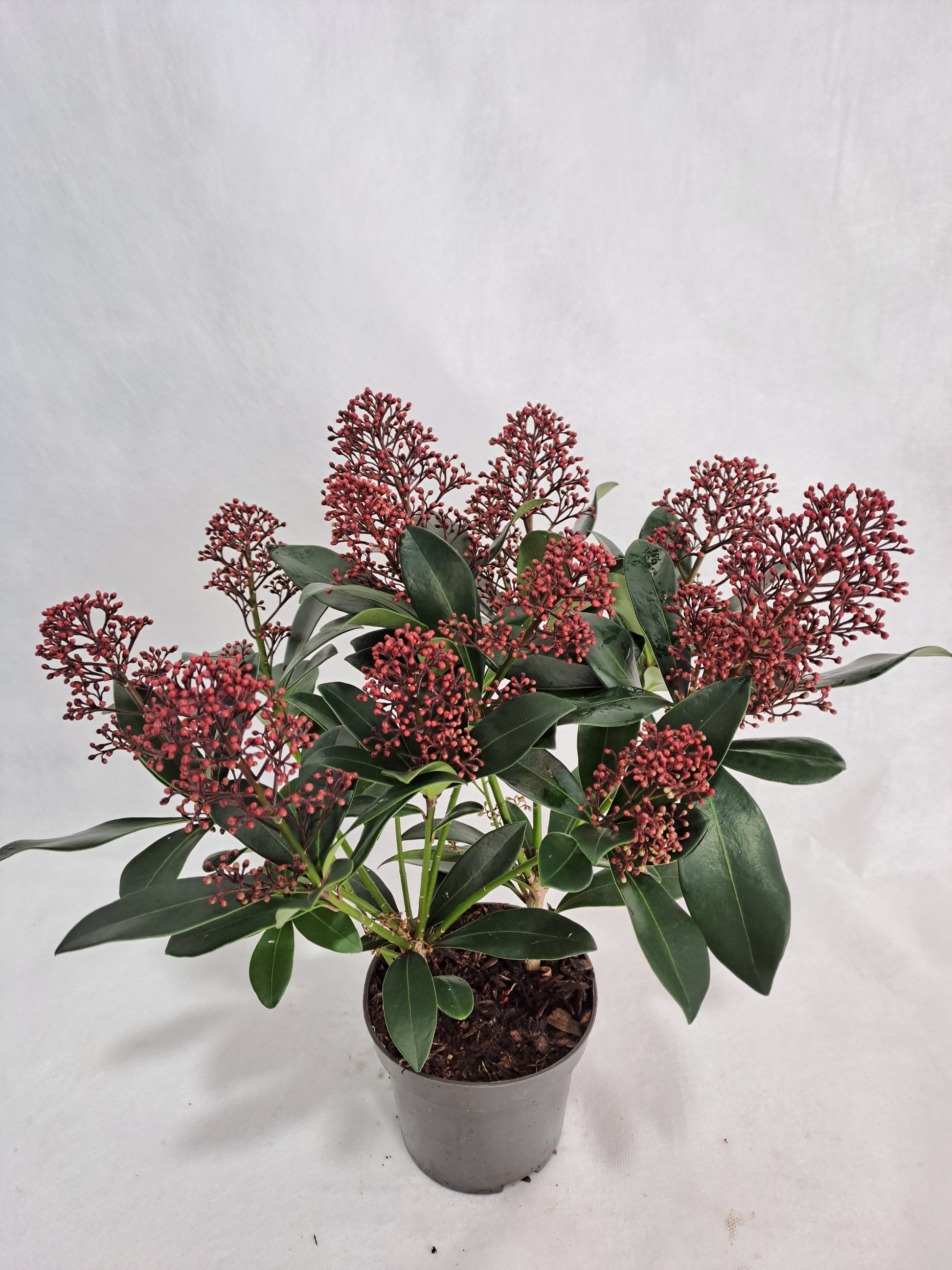FBB Plant Skimmia japonica Rubella Pack of 12