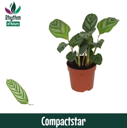 Ctenanthe Compactstar 15cm 7cm Pot