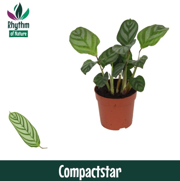 Ctenanthe Compactstar 15cm 7cm Pot