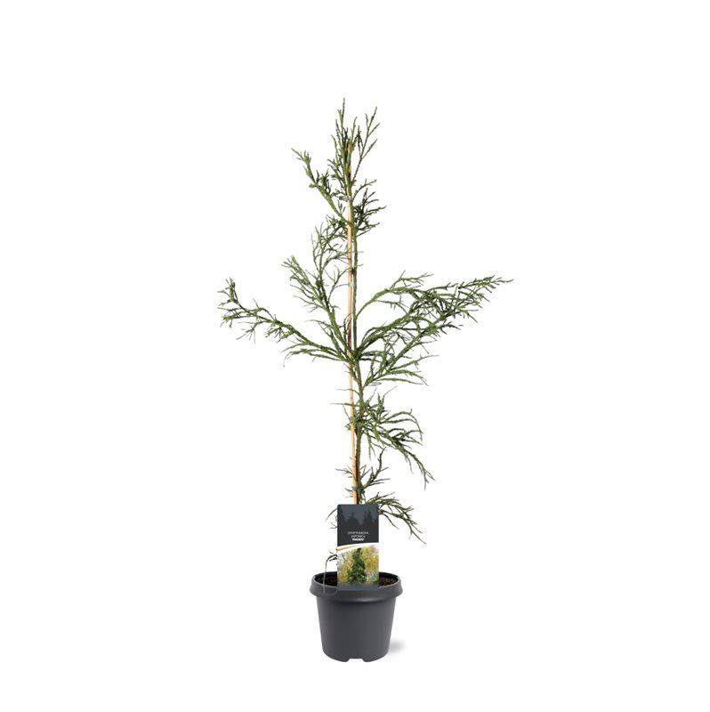Cryptomeria Rasen 90cm 23cm Pot