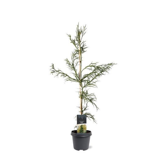Cryptomeria Rasen 90cm 23cm Pot