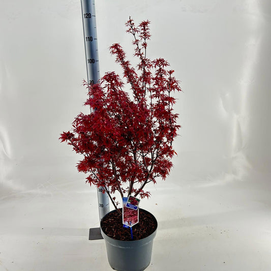 Acer Shaina 80cm 29cm Pot