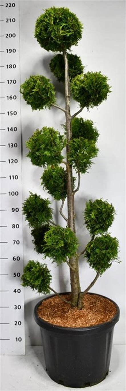 Thuja occidentalis 210cm 48cm Pot