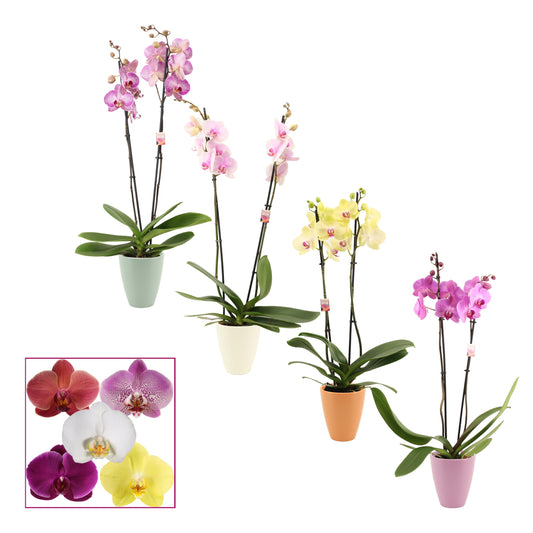 Phalaenopsis mix 65cm 12cm Pot