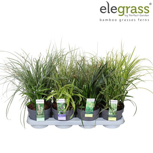 Grasses Mix 35cm 14cm Pot
